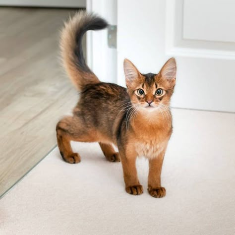 The gorgeous Somali cat : aww Somali Cat, Cat Poses, Cat References, Abyssinian Cats, Cat Pose, Abyssinian, Animal References, Cat Aesthetic, Cute Cats And Kittens