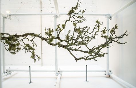 Beautiful branch installation at the Molten Store Pop Up Trove in Bondi Beach… Branch Installation Wedding, Branch Installation, Plants Art Installation, Tree Branch Installation, Tropical Plant Installation, Moss Floral Installation, Mossy Tree, Tree Branch Decor, Photoshop Design Ideas