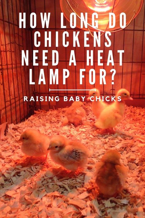 How Long do Chickens Need a Heat Lamp? Raising Baby Chicks Chick Heat Lamp, Dust Bath For Chickens, Pastured Poultry, Making Bone Broth, Chicken Brooder, Baby Chicks Raising, Raising Ducks, Sources Of Heat, Duck House