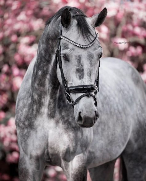 Horseland Oc, Grey Warmblood, Dapple Grey Horses, English Horses, Dutch Warmblood, Grey Horses, Horse Coat Colors, Warmblood Horses, Riding Outfits