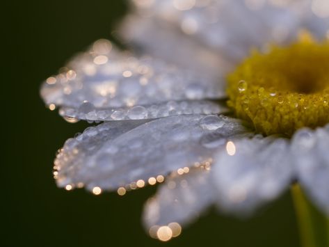 Live Simple, Macro Photography Flowers, Geometry In Nature, Macro Flower, Focus Photography, Quotes About Photography, Green Photo, Water Flowers, Nature Images