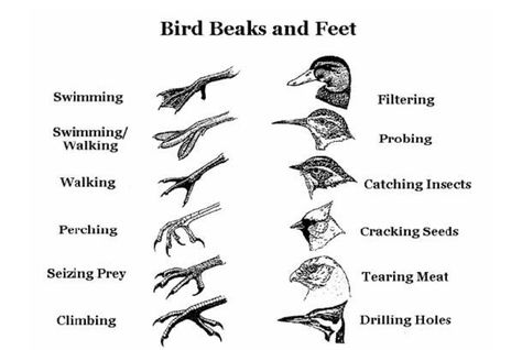 Birds For Kids, Bird Beaks, Animal Adaptations, Bird Identification, Animal Science, Space Ideas, Homeschool Science, Backyard Birds, Nature Study