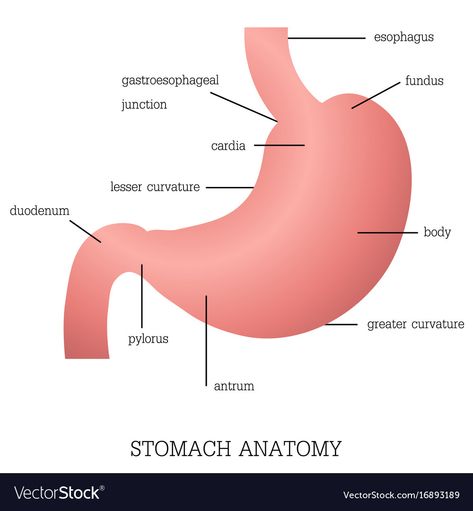 Stomach Diagram, Stomach Drawing, Stomach Digestive System, Stomach Anatomy, Stomach Images, Human Body Vocabulary, Digestive System Anatomy, Anatomy Pictures, Anatomy Education