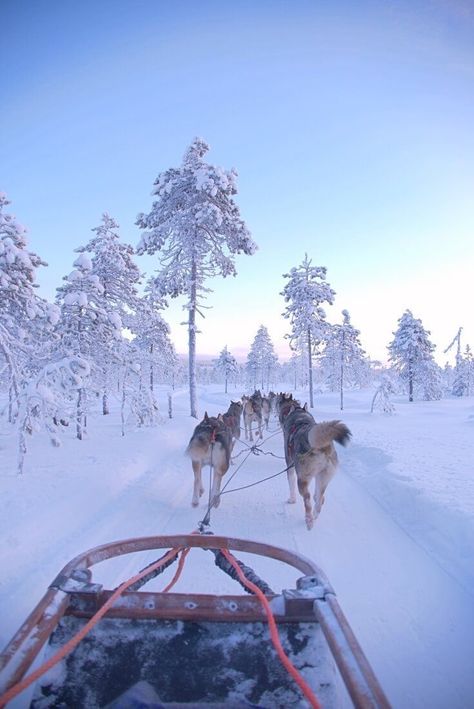 Husky Sledding, Winter Landscaping, Landscaping Lights, Finnish Lapland, Finland Travel, Meet Santa, Lapland Finland, Luge, See The Northern Lights