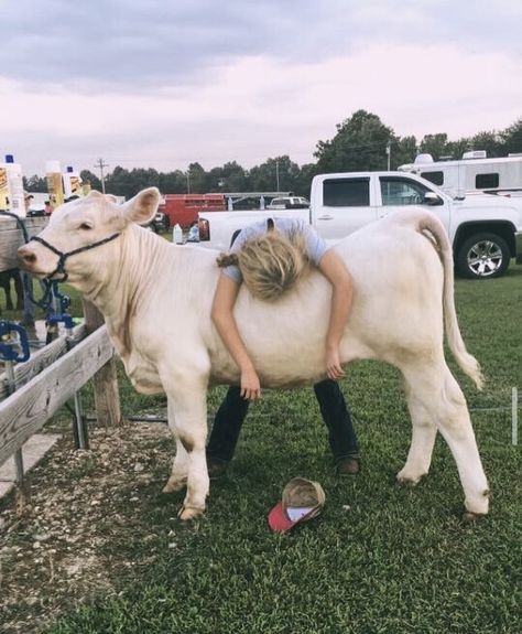 Cow Showing, Livestock Picture Ideas, Show Cow Aesthetic, Cattle Showing, Showing Cattle, Show Cattle Barn, Cattle Photography Livestock, Show Cows, Cattle Barn