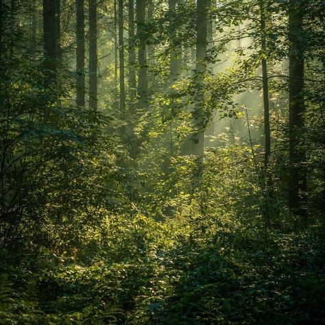 Groundskeeper Aesthetic, Cottagecore Aesthetic, Six Feet Under, 판타지 아트, Nature Aesthetic, Pretty Places, In The Forest, Green Aesthetic, Mother Earth