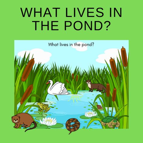 Free Who Lives in the Pond Printable Activity Lake Animals Preschool, Pond Animals Preschool Free Printable, Ponds Preschool Activities, Pond Life Worksheets Preschool, In The Pond Preschool Theme, Pond Life Toddler Activities, Pond Life Theme For Preschool, Pond Unit Preschool, Preschool Pond Life Theme