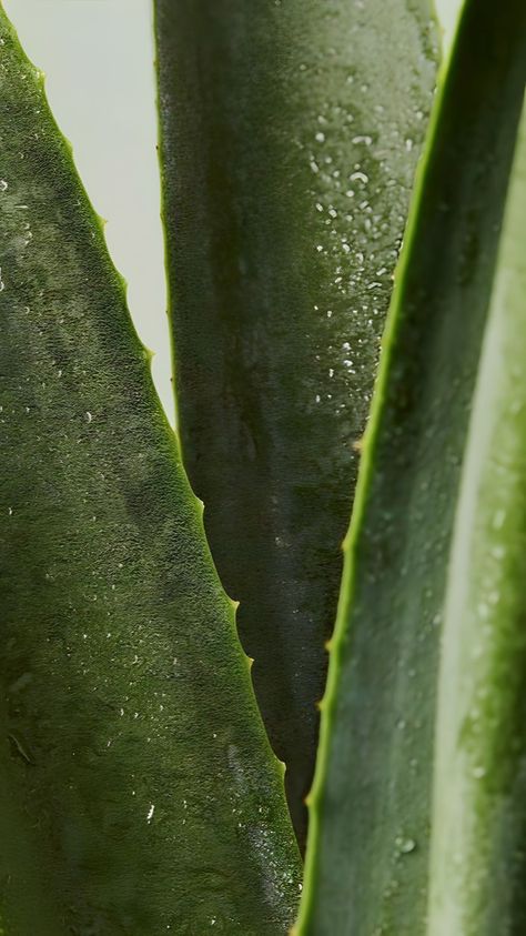 featured no. 1 Aloe Vera Plant Aesthetic, Aloe Aesthetic, Soy Plant, Nature Of Things, Fresh Aesthetic, Smoothie Shop, Plants Aesthetic, Earthy Aesthetic, Facebook Layout