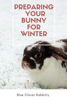 Winter Proofing Rabbit Hutch, Bunny Pens Outdoor, Outdoor Rabbit Enclosure Winter, Raising Bunnies Outside, Outdoor Bunny Enclosure Winter, Rabbit Run Ideas, Outdoor Bunny Hutch, Bunny Outside, Rabbit Hutch Outdoor