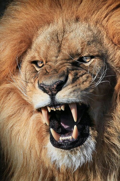 Angry Lion Regnul Animal, Lion Photography, Animal Reference, Lion Wallpaper, Roaring Lion, Lion Images, Male Lion, Lion Pictures, Dragon Age Inquisition