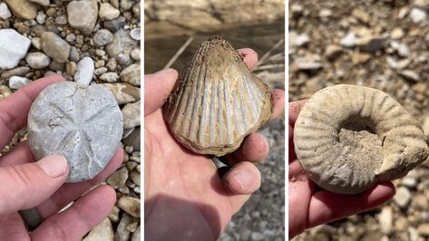 Hunting For Fossils in North Texas! And Finding Tons of Them! Rock Tumbling, Fossil Hunting, Camping Hacks Diy, Rock Hunting, Rock Tumbler, Types Of Opals, Simple Machines, Beautiful Bugs, Orange Crystals