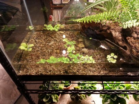 Terrarium With Fish, Salamander Terrarium, Woodland Terrarium, Tiger Salamander, Snail Tank, Turtle Aquarium, Frog Tank, Cloud Mountain, Fish Bait