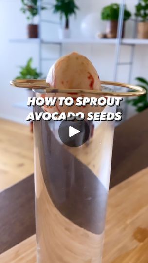 1M views · 52K reactions | Everyone should sprout these seeds! 🥑🌱 Avocado plants are beautiful and great to experiment with! Get your kids involved 🤩
.
.
A whole bunch of other plant hacks, tips and tricks! Grab a copy on my website: CreativeExplained.com! 🙌
.
#avocado #plantbased #garden #gardening #plants #plantsofinstagram #gardenlife #lifehack #hacks #diy #recycle #sustainableliving #howto #veggie #kiwifruit #growyourownfood #plantstagram #creativeexplained #avocadolover #organicgardening #instadaily #tiktokstar | Armen Adamjan | creative_explained · Original audio Creative Explained, Avocado Plant, Avocado Seed, Plant Hacks, Gardening Plants, Kiwi Fruit, Brain Food, Diy Recycle, Avocado Salad