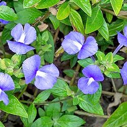 Achetaria azurea - Monaco Nature Encyclopedia Azealia Flower, Azure Empyrea, Anchusa Azurea, Asticou Azalea Garden, Spring Azure Butterfly, Rare Species, Garden Oasis, Pale Green, Green Colors