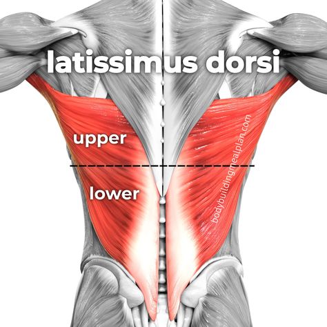 Back Muscles Women Anatomy, Lat Stretches Muscle, Lat Muscles Women, Lattisimus Dorsi Muscle, Lat Muscle Workout, Lower Lats Back Workouts, Latissimus Dorsi Workout, Lower Back Muscles Anatomy, Back Muscles Anatomy