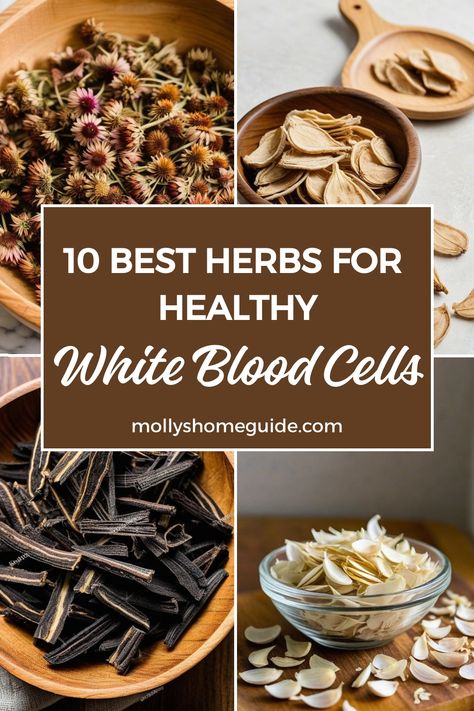 Explore the power of herbs for white blood cells with these immune-boosting options! Protect your immune system by incorporating foods like garlic, oregano, elderberry, and ashwagandha into your diet. Increase WBC count naturally with the best immune-boosting foods. Discover a herbal blend for white blood cells that includes 10 potent herbs for boosting white blood cell count. Check out natural remedies to increase white blood cells and support your overall health. Increase White Blood Cell Count, Internal Health, Healthy Stomach, Natural Immune Support, Medicine Garden, White Blood Cell, Herbal Remedies Recipes, Medical Herbs, Essential Oils Herbs