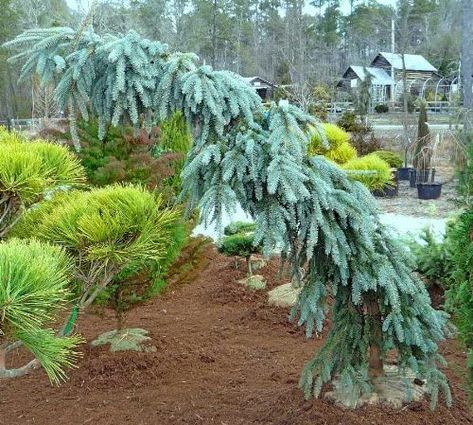 Amazon.com : WEEPING COLORADO BLUE SPRUCE - Picea pungens 'The Blues' - 2 - YEAR PLANT : Patio, Lawn & Garden Weeping Conifers, Weeping Blue Spruce, Weeping Spruce, Nature Structure, Conifer Garden, Shady Gardens, Blue Spruce Tree, Colorado Spruce, Thuja Green Giant