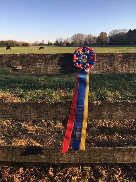 Horse show ribbons- champion! English Riding Aesthetic, Horse Ribbons Display Ideas, Horse Ribbon Display, Riding Aesthetic, Horse Show Ribbons, Horse Ribbons, English Saddles, Cow Photography, American Saddlebred