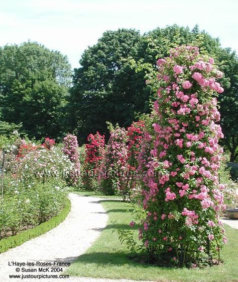 Roses on a pillar Climbing Roses Trellis, Rose Garden Landscape, Obelisk Trellis, Rose Picture, English Garden Design, Rose Garden Design, Rose Bushes, Vegetable Garden Diy, Rose Gold Wallpaper