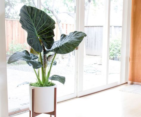 Our Favorite Large Leaf Tropical Plants — La Résidence · Plant Care Tips and More Big Leaf Indoor Plant, Large Leaf Plants, Big Leaf Plants, Plant Obsession, Indoor Tropical Plants, Elephant Ear Plant, Green Veins, Raised Garden Beds Diy, Plants Decor