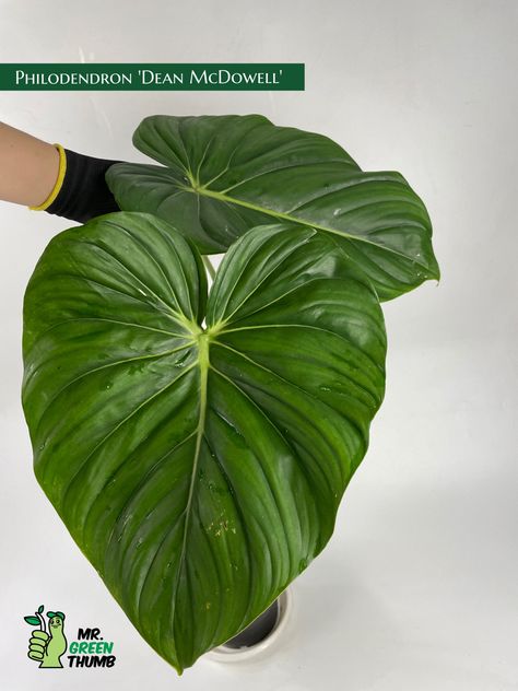 Philodendron Dean Mcdowell, Philodendron Mcdowell, Hoya Plant, Plant Ideas, Plants Indoor, House Plants Indoor, Tropical Plants, Green Thumb, Indoor Plants