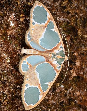 Moths With Eyes On Wings, Pretty Moths Real, Cool Beetles, Cool Moths, Aesthetic Insects, Insects Aesthetic, Moths Aesthetic, Pretty Moths, Pretty Insects