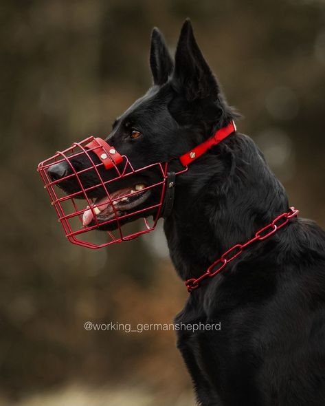 Cr: working_germanshepherd & unimon.chains Dog Training Aesthetic, Dark German Shepherd, Dog Armor, German Shepherd Videos, Extra Large Dog Breeds, German Shepherd Dark Aesthetic, Rottweiler Pictures, Dog Soldiers, German Shepherd Protection