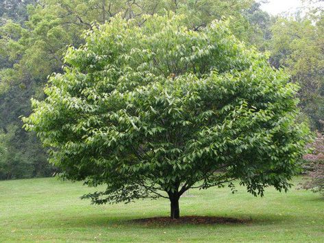 Hornbeam Eucalyptus Deglupta, Tall Shrubs, Apricot Tree, Pepper Plants, Plant Identification, Small Yard, Rose Bush, Plant Nursery, Growing Tree