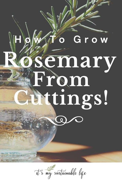 Growing rosemary from cuttings is a fast and easy way to grow new Rosemary Plants from its mother. Learn how to grow rosemary from cuttings, how to propagate rosemary cuttings, how to plant those fresh new rosemary plants and more! #propagate #rosemary #cuttings #herbs #Italian #containergarden Propagating Rosemary From Cuttings, Rosemary Bonsai, Propagating Rosemary, Rosemary Cuttings, How To Propagate Rosemary, Rosemary From Cuttings, Rosemary Plant Care, Propogating Plants, How To Grow Rosemary