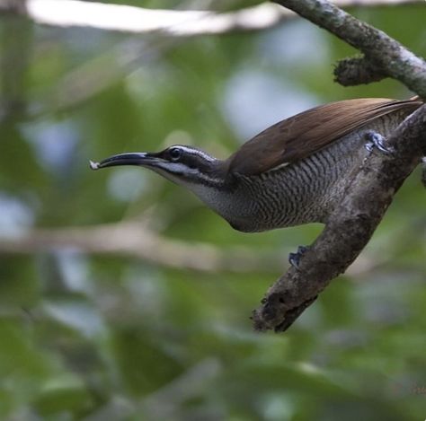 Magnificent Riflebird Female Birds, Animals