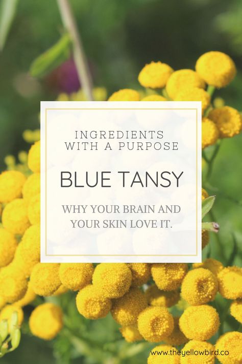 You may have heard of the beautiful blue tansy oil, but have no idea why it's blue, why it's in skin care, and what it's supposed to do. So this post is ALL for you. Tansy Plant, Curly Hair Hacks, Blue Tansy Essential Oil, Distillation Process, Aromatherapy Benefits, Blue Tansy, Essential Oils For Skin, Essential Oil Benefits, Endocrine System