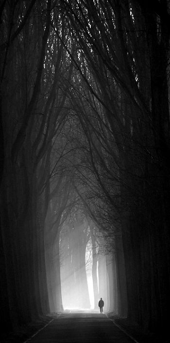 , Tree Cathedral, Dark Cathedral, Nature Photography Aesthetic, Era Victoria, Peisaj Abstract, Person Walking, All Is Lost, Different Person, Woods Photography