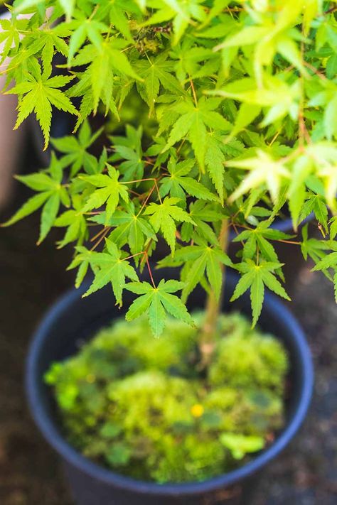 How to Grow Japanese Maple Trees in Containers | Gardener’s Path Fertilizer For Japanese Maple Tree, Japanese Maple Tree Green, Japanese Maples In Containers, Indoor Japanese Maple, Japanese Maple In Container Pots, Potted Japanese Maple Tree, Japanese Maple In Pot, Japanese Maple Tree Garden, Japanese Maple Tree Care