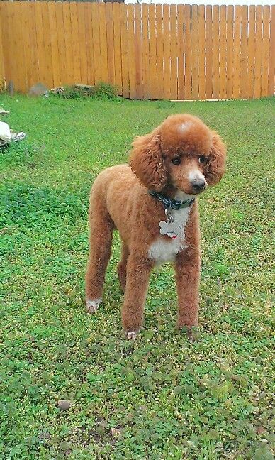 Fresh hair cut Poodle, perfect neat and adorable clip for poodles that are showing Toy Poodle Shaved, Summer Poodle Cuts, Poodle Summer Cut, Toy Poodle Haircut, Animal Grooming, Stuff Storage, Birmingham Michigan, Tips For Dogs, Poodle Hair