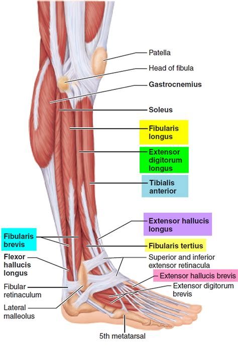 labeled muscles of lower leg - Lower Extremity Anatomy, Thigh Muscle Anatomy, Colon Anatomy, Muscular System Labeled, Muscle Anatomy Drawing, Leg Muscles Anatomy, Lower Limb Muscles, Body Muscle Anatomy, Anatomy Posters