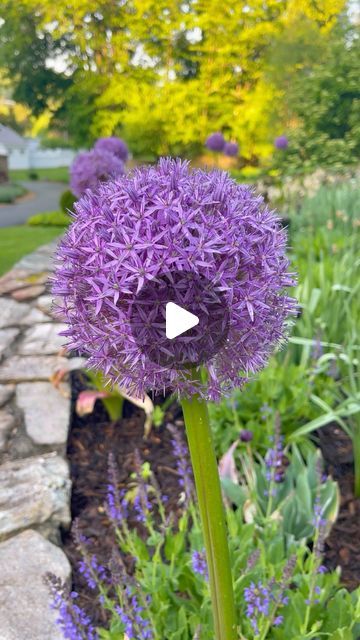 Stacy Ling | Garden and Home on Instagram: "Want to create a gorgeous flower garden filled with purple blooms?💜 Purple flowers possess a captivating allure, their blooms whispering royalty, mystery, and tranquil beauty. But so many shades and varieties, choosing the perfect purple plant companions can feel a little overwhelming.💜 Some of my favorite purple flowers to grow include Dahlia Thomas Edison who’s is like a burgundy purple bloom that is beyond gorgeous both in the garden and in a vase. I also love Nepeta Walker’s Low which has these beautiful lavender billowing blooms. But I also love roses, tulips, hydrangeas, impatiens, and…💜 If this list isn’t enough for you, I shared an extensive list of dazzling purple flowers for every corner of your garden. We’re talking about the most c Plant Companions, Flowers To Grow, Purple Plants, Love Roses, Thomas Edison, Purple Flowers, Dahlia, Hydrangea, Flower Garden