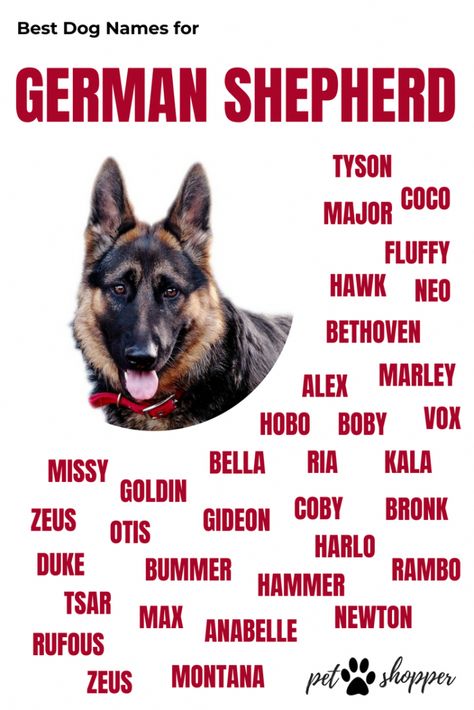 german shepherd names infographic #GermanShepherdPuppies German Shepherd Names Male, German Shepherd Dog Names, German Shepherd Names, Female German Shepherd, Best Dog Names, Puppy Obedience Training, Positive Dog Training, Black German Shepherd, German Shepards