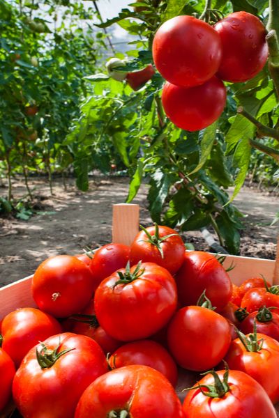 Tomato Blight, Tanaman Tomat, Tomato Support, Tomato Fertilizer, Big Tomato, Canning Whole Tomatoes, Tomato Farming, Varieties Of Tomatoes, Seeds Color