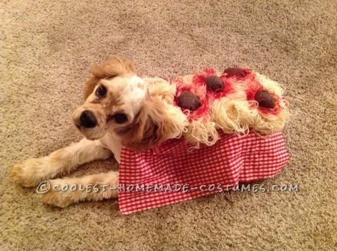 Ok, so I thought hmm, spaghetti and meatballs costume for a cocker spaniel? Adorable! Especially since it reminds me of the famous spaghetti scene in Spaghetti And Meatballs Costume, Meatball Costume, Dog Homemade, Diy Costume Ideas, Best Dog Costumes, Dog Halloween Costume, Puppy Costume, Spaniel Art, Dog Club