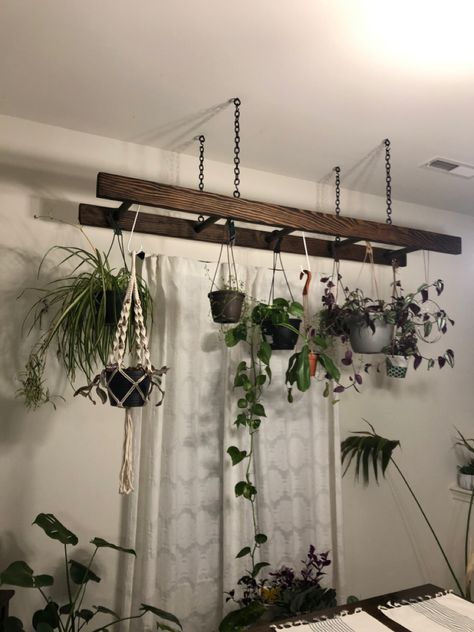 Ways To Hang Plants From Ceiling, Hanging Ladder With Plants, Rustic Hanging Plants Indoor, Ladder Plant Hanger, Hanging Ladder From Ceiling, Ladder With Plants, Hanging Plants Dark Room, Driftwood Plant Hanger Ceiling, Ceiling Mounted Plant Hanger