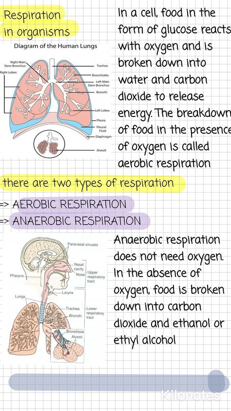 Biology Diagrams Anatomy And Physiology, Pediatric Notes, Bio Diagrams, Neet Study, Anatomy Notes, Bio Notes, Biology Diagrams, Learn Biology, Paramedic School