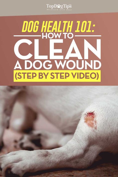 How To Clean A Dog Wound: A Step-By-Step Instructional Video Guide - Top Dog Tips Dog Wound, Dogs Tips, Dog Health Tips, Dog Care Tips, Pet Hacks, Dog Obedience, Dog Training Obedience, Obedience Training, Dog Health