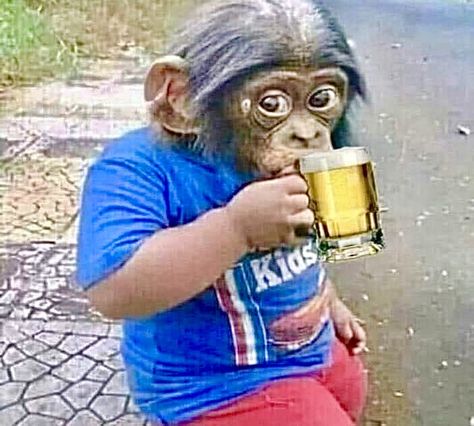 Monkey Drinking Alcohol, Twitter Humor, Alcohol Humor, Twitter Funny, Monkey Business, Drinking Beer, Animal Pictures, Cute Wallpapers, Poster Art