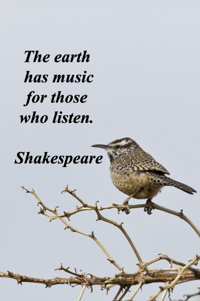 10 Inspirational Quotes Of The Day (294) Bird Quotes, Motivation Positive, Shakespeare Quotes, Garden Quotes, Nature Quotes, Quotable Quotes, A Quote, Music Quotes, Inspirational Quotes Motivation