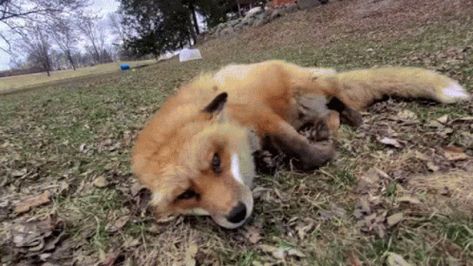 Fox Cute GIF - Fox Cute Rolling Around - Discover & Share GIFs Fox Gif, Cuddly Animals, Pet Hacks, Cute Fox, Cute Gif, 귀여운 동물, Cuteness Overload, Animal Gifs, Pets Cats