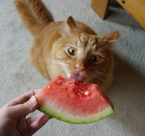 Cats vs watermelon. ...  The Strange And Secret Battle Between Cats And Watermelon - click for more pics Foods Bad For Dogs, National Watermelon Day, Watermelon Day, Eating Watermelon, Cat Eating, Dog Teeth Cleaning, Funny Animal Photos, Great Cat, Cat Facts