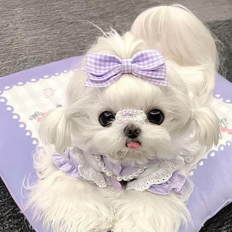 Cute Dog Pfp, Cute Puppy Aesthetic, Cute Fluffy Puppies, Cute Fluffy Dogs, Cute Puppies And Kittens, Cute Small Dogs, Cute Dog Wallpaper, Cute Dogs Images, Very Cute Puppies