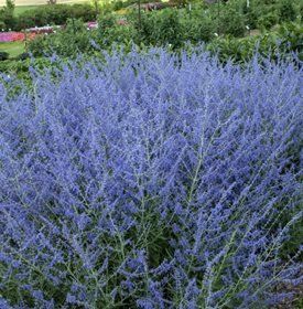 Russian Sage Garden, Sage Plants, Drought Resistant Landscaping, Garden Perennials, Water Wise Plants, Russian Sage, Sage Garden, Daylily Garden, Drought Tolerant Perennials