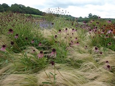 Garden Windbreak Ideas, Windy Garden Ideas, Garden Wind Break Ideas, Wind Shelter, Garden Flooring, Wind Garden, Amazing Plants, School Entrance, Garden Floor