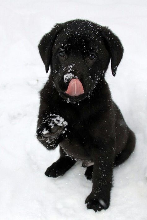 Labrador Black Puppy, Black Labrador Retriever Aesthetic, Black Labrador Aesthetic, Black Dog Wallpaper, Labrador Nero, Labrador Retriever Black, Black Lab Puppy, Black Labrador Puppy, Labrador Black